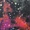 COLORFULBLACK1186